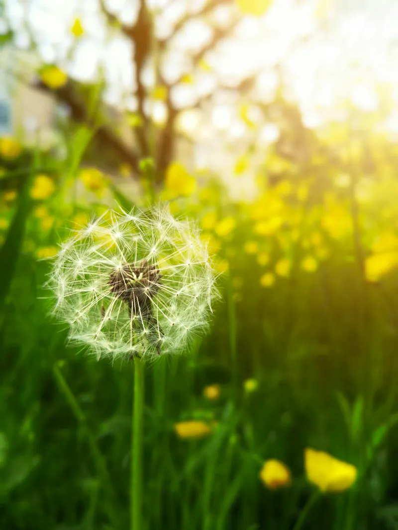 Dandelion in the sun
